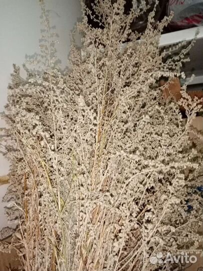 Пальма, Каланхоэ, Полынь, цветы липы, мята