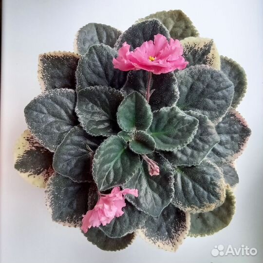 Фиалка ле-Одалиска (лист на срез)