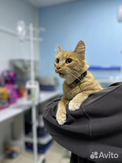 Отдам невероятно лпсковую кошечку в добрые руки