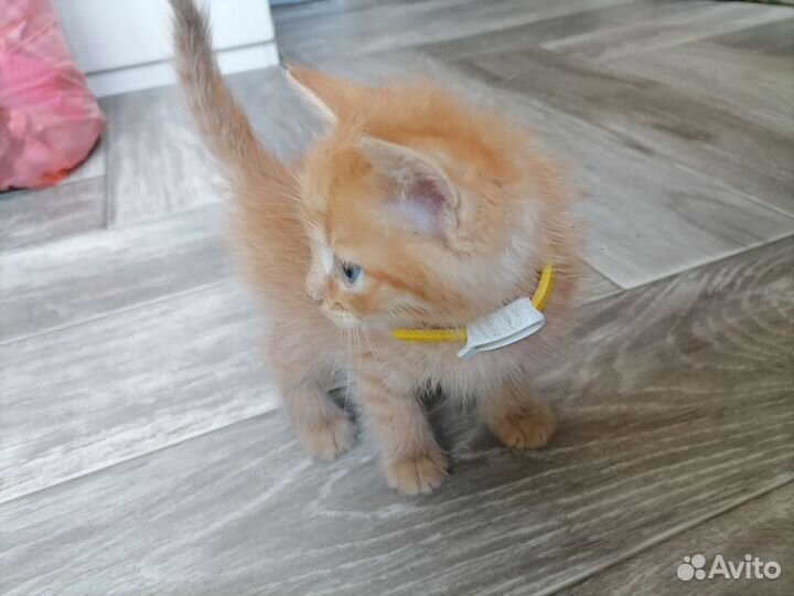 Котятки в добрые руки