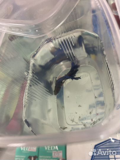 Аквариумные рыбки