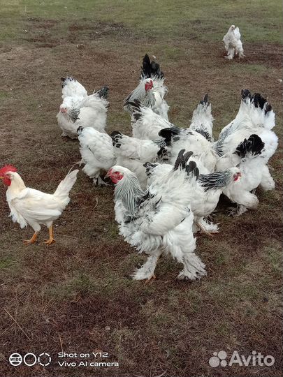 Брама светлая. Молодняк