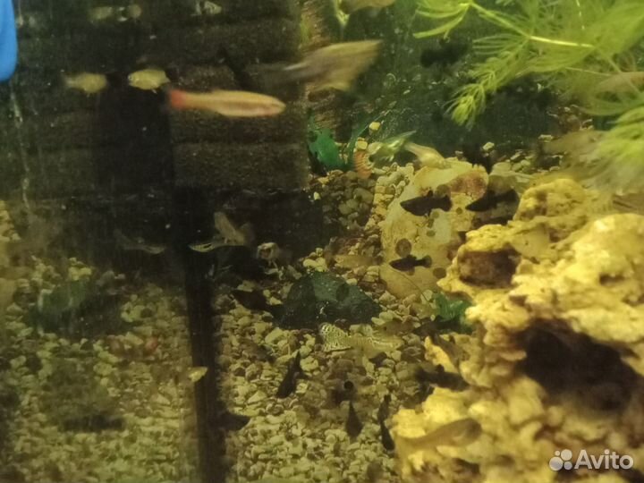 Аквариумные рыбки