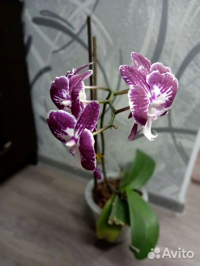 Орхидея фаленопсис