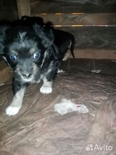 Щенки маленьких пород