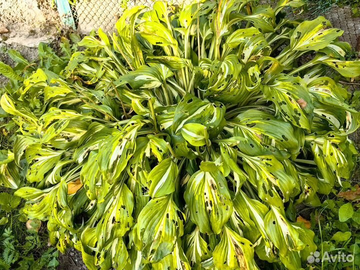 Хоста растение