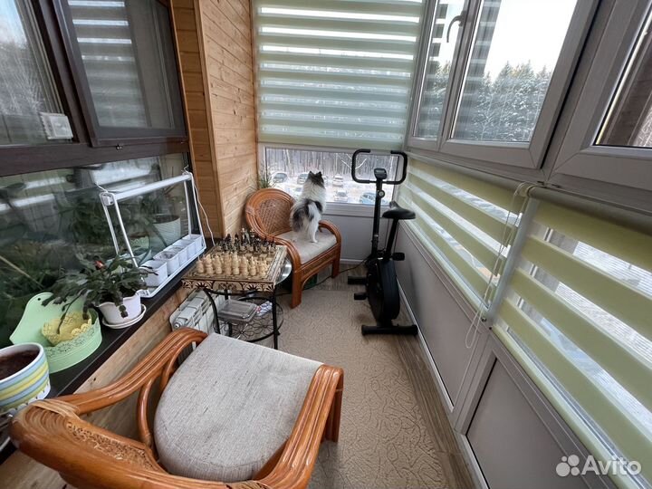 Вязка собак шпиц