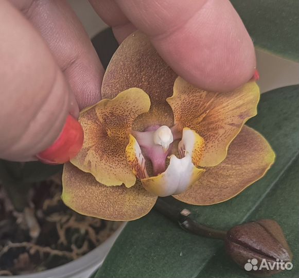 Орхидея brion peloric, цветёт, брион пелорик