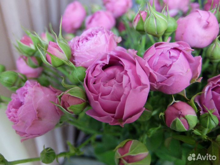 Пионовидные кустовые розы