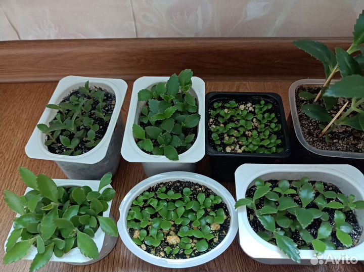 Каланхоэ Дегремона Чихалочка лечебное