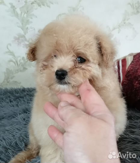 Помапу мальчик