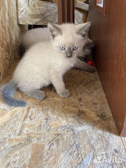 Тайские котята