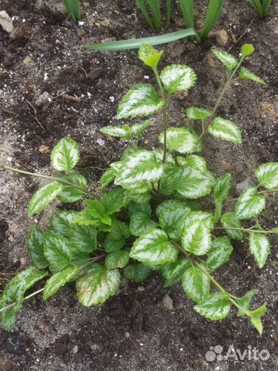 Плектрантус