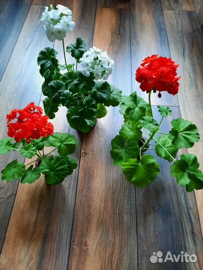 Пеларгония герань белая, пеларгония герань красная