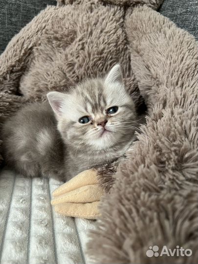 Котята шотландцы