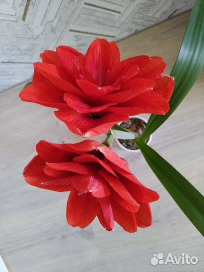 Гиппиаструм