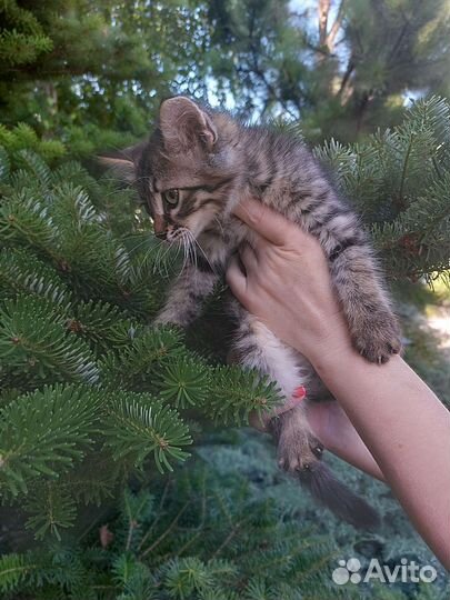 Котик. Мальчик. 3 мес