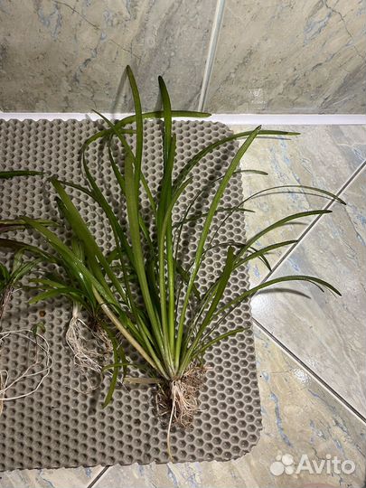 Аквариумные растения