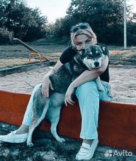 Щенки и собаки