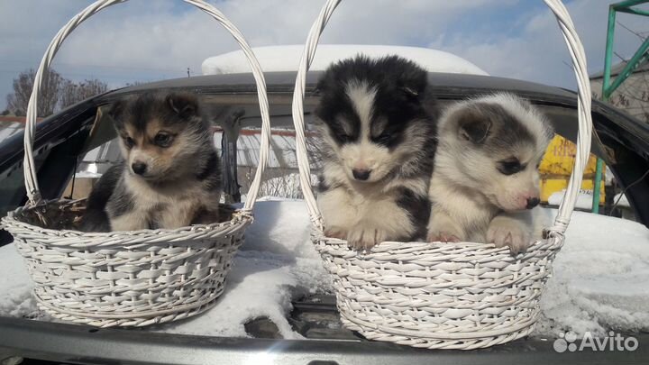 Красивые щенятки