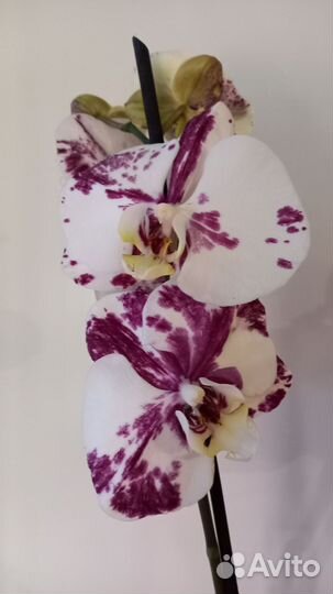 Орхидея фаленопсис