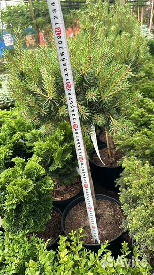 Сосна Мартхам на штамбе