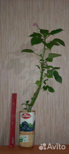 Ванька мокрый Бальзамин