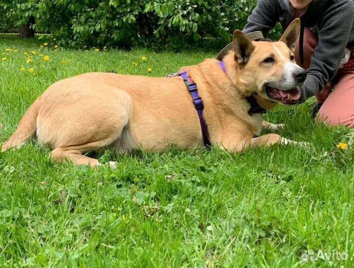 Собака в добрые руки