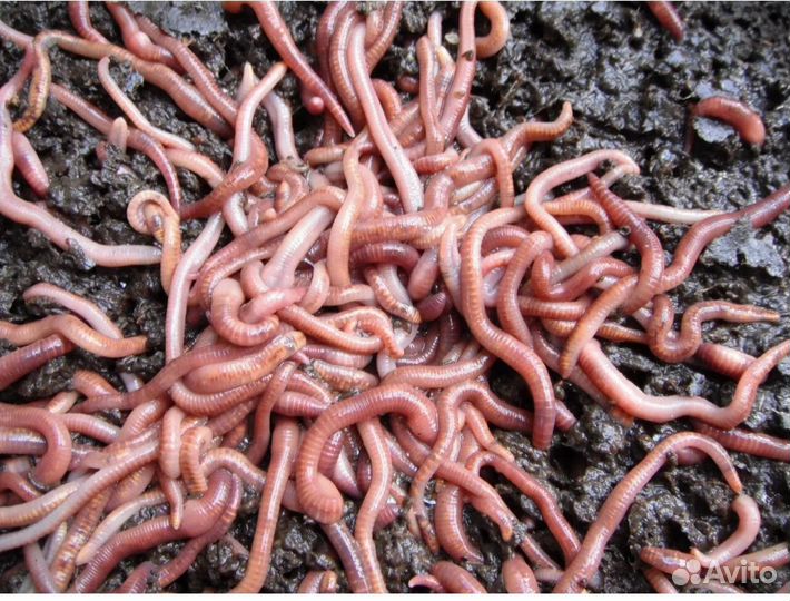 Червь навозный для рыбалки