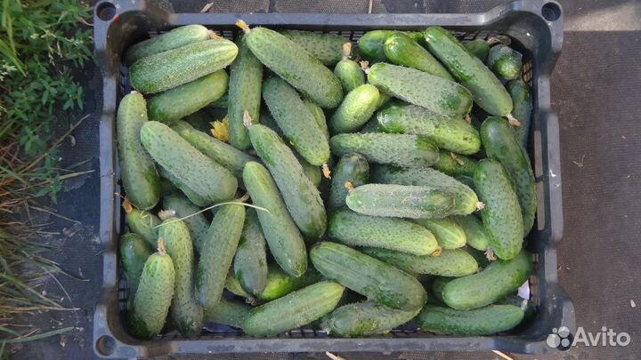 Продукты со своего огорода