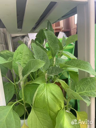 Рассада помидор, баклажан, перца