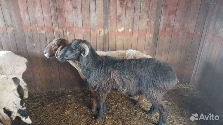 Гисарские бараны