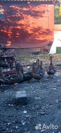 Дикая утка кряква