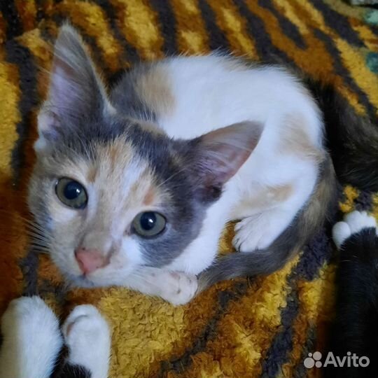 Кошка в дар бесплатно