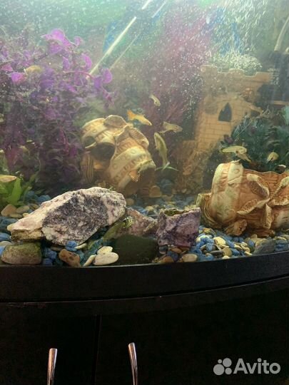 Аквариум с рыбками
