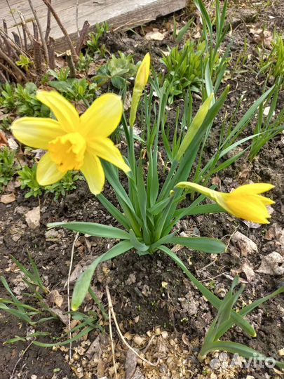 Многолетние цветы