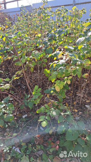 Саженцы малины