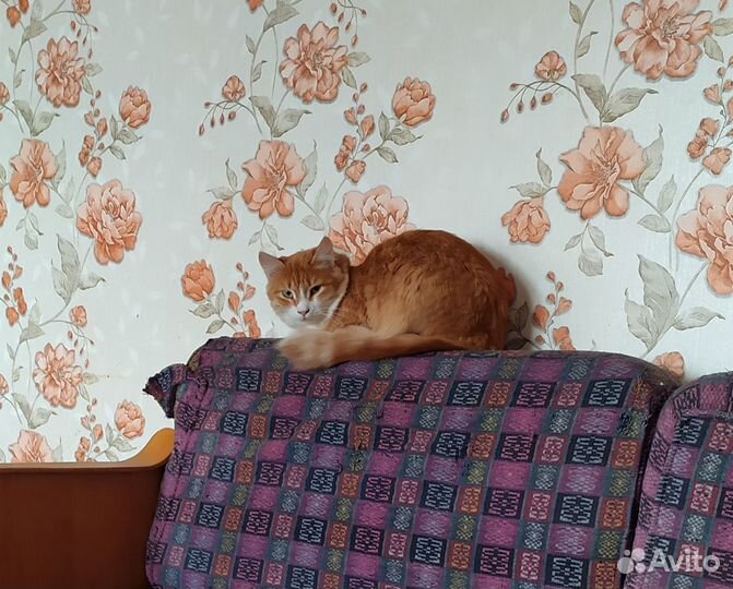 Кошка в добрые руки