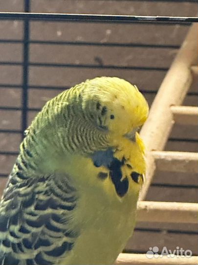 Попугаи ввп чехи