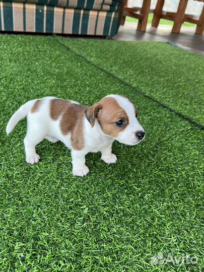 Щенки джек рассел терьер