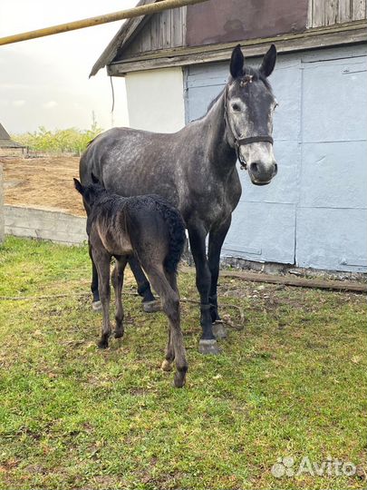 Кобыла с жеребенком