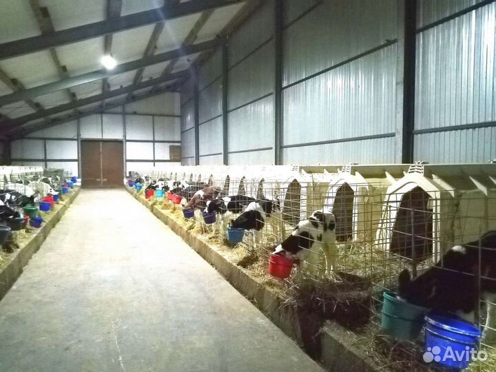 Телята бычки с доставкой