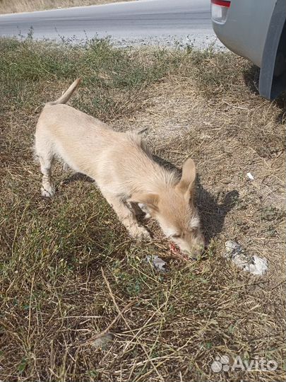 Супер щеночек