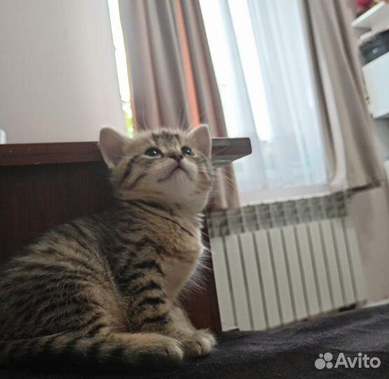 Отдам котенка в добрые руки