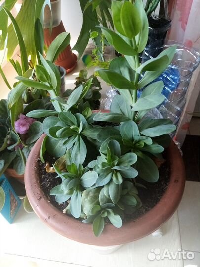 Фиалки, традесканциия, яблоньки