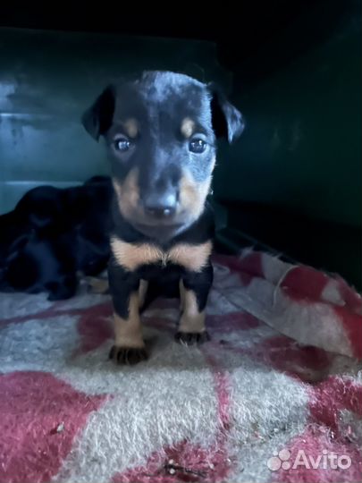 Щенки немецкого ягдтерьера