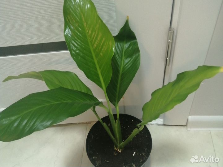 Спатифиллум продаю цветок на фото
