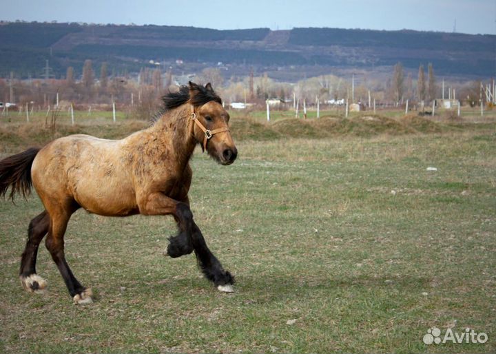 Кросс тинкер