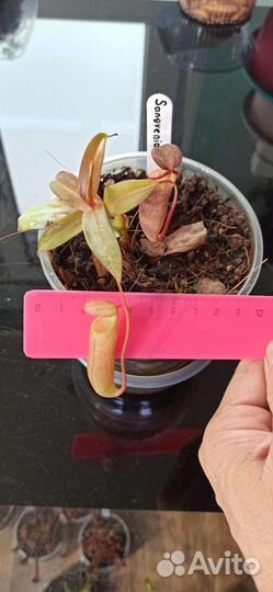 Непентос Sangvenia