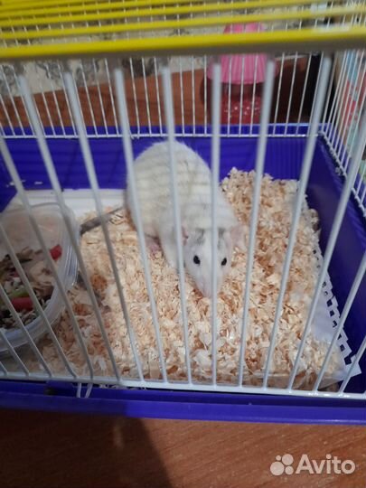 Крыса домашняя